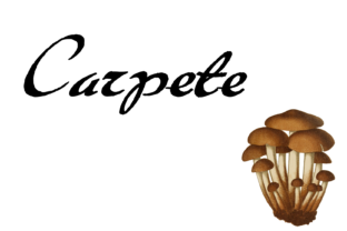 Why Carpete is the Perfect Font for Editorial Storytelling